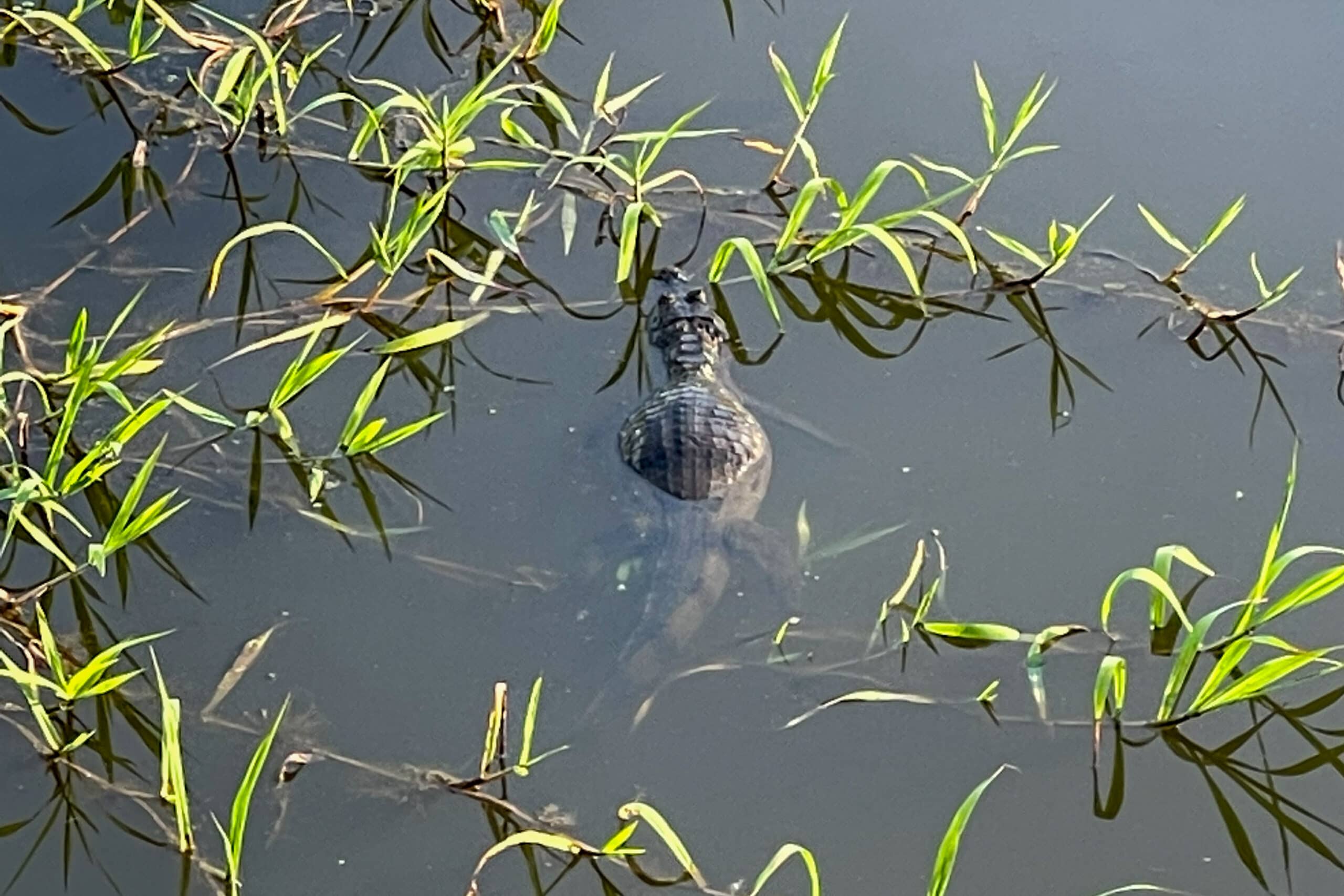 a crocodile with a full belly, maybe eaten a monkey