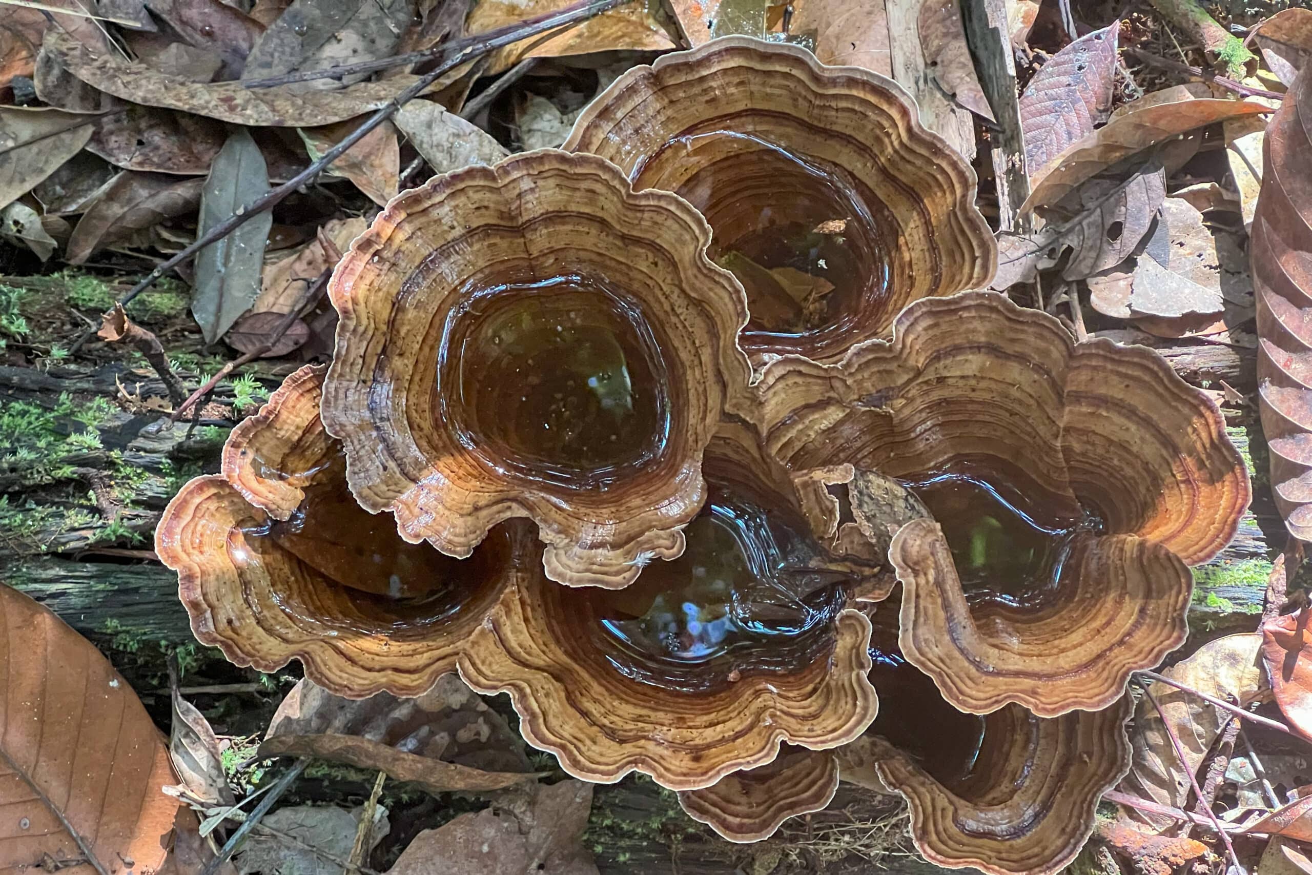special plants in Amazon forest