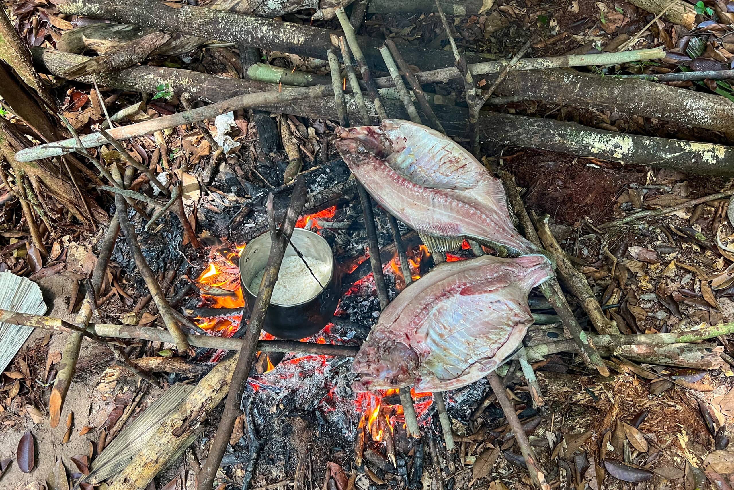 Grilling Tambaqui in Amazon forest
