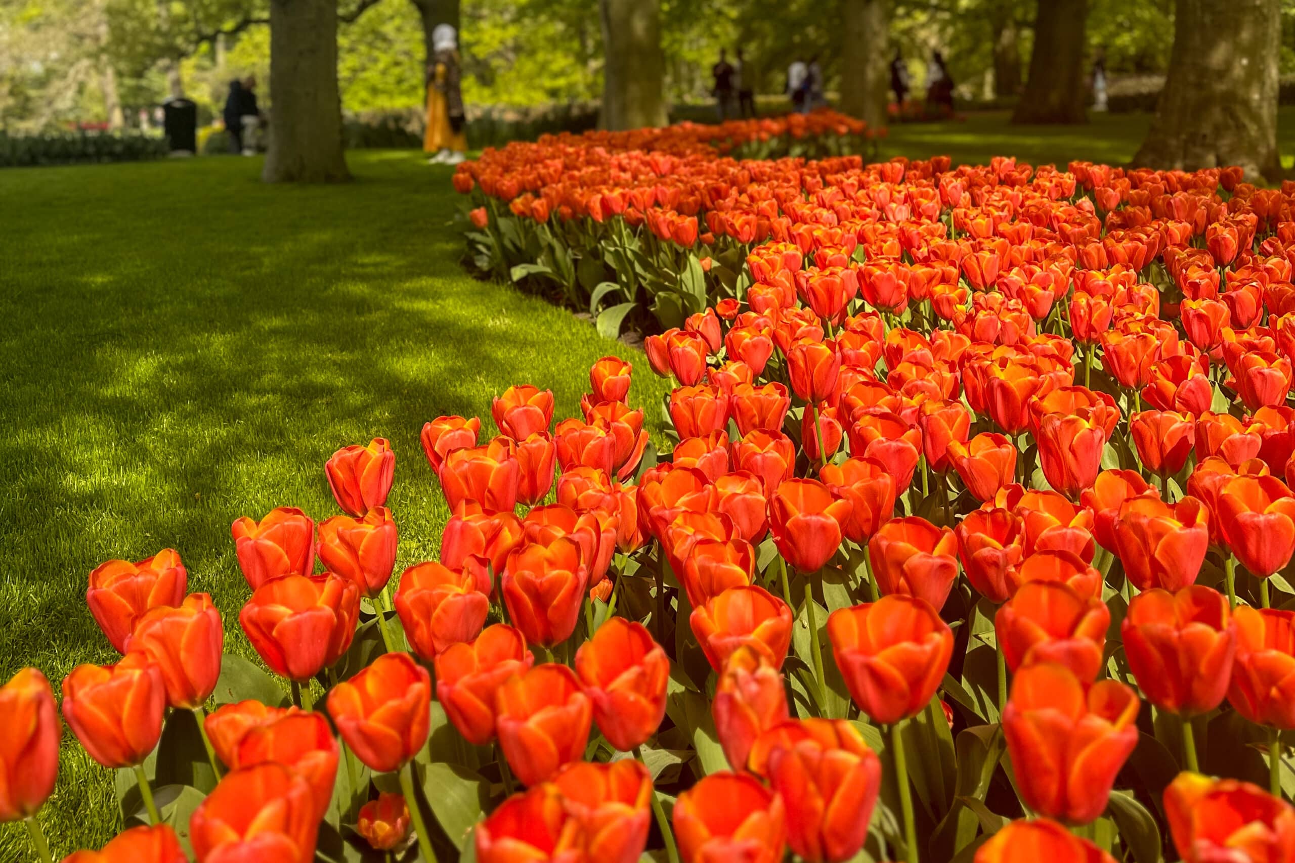 orange tulips at keukenhof