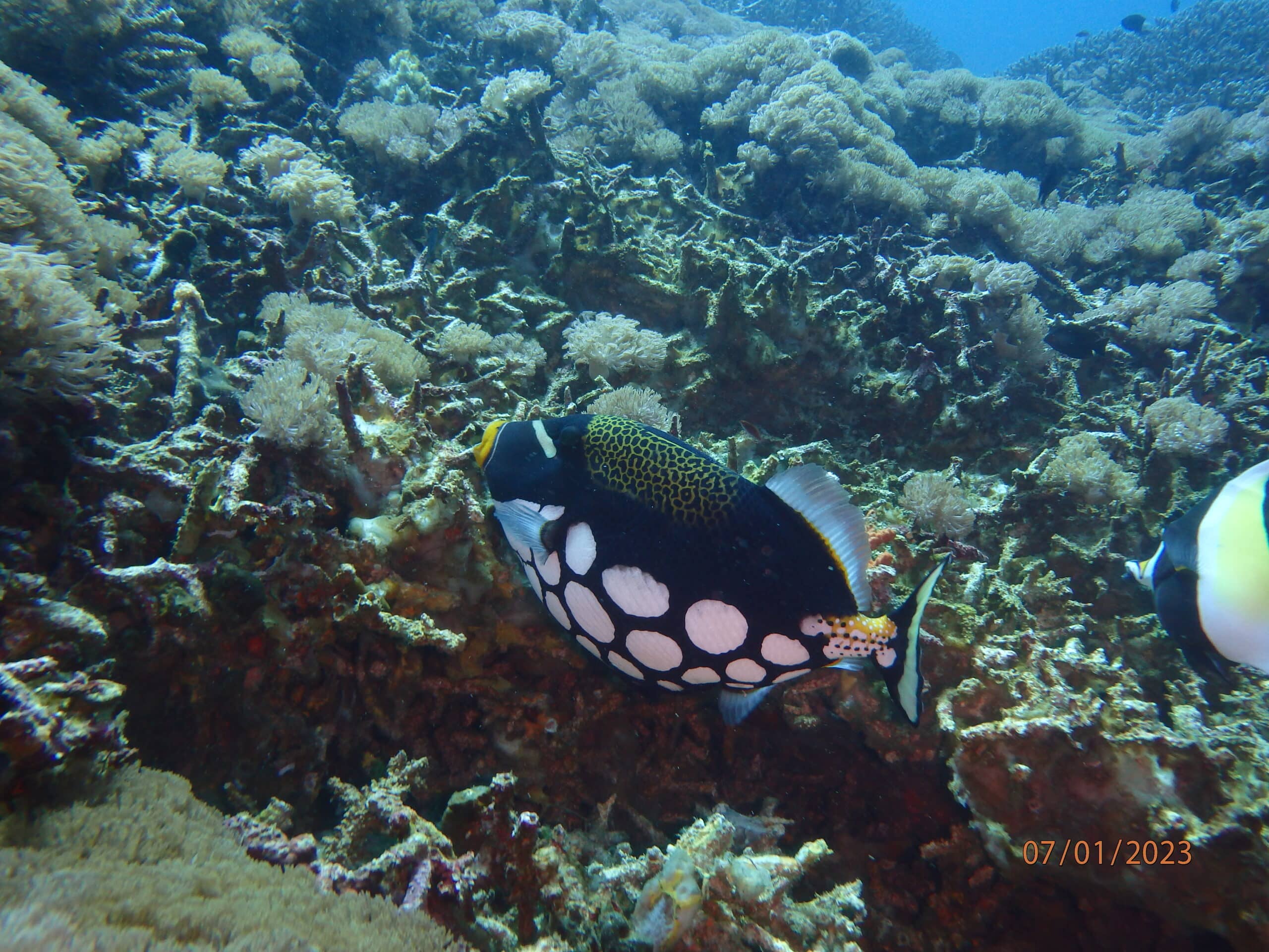 bali scuba diving