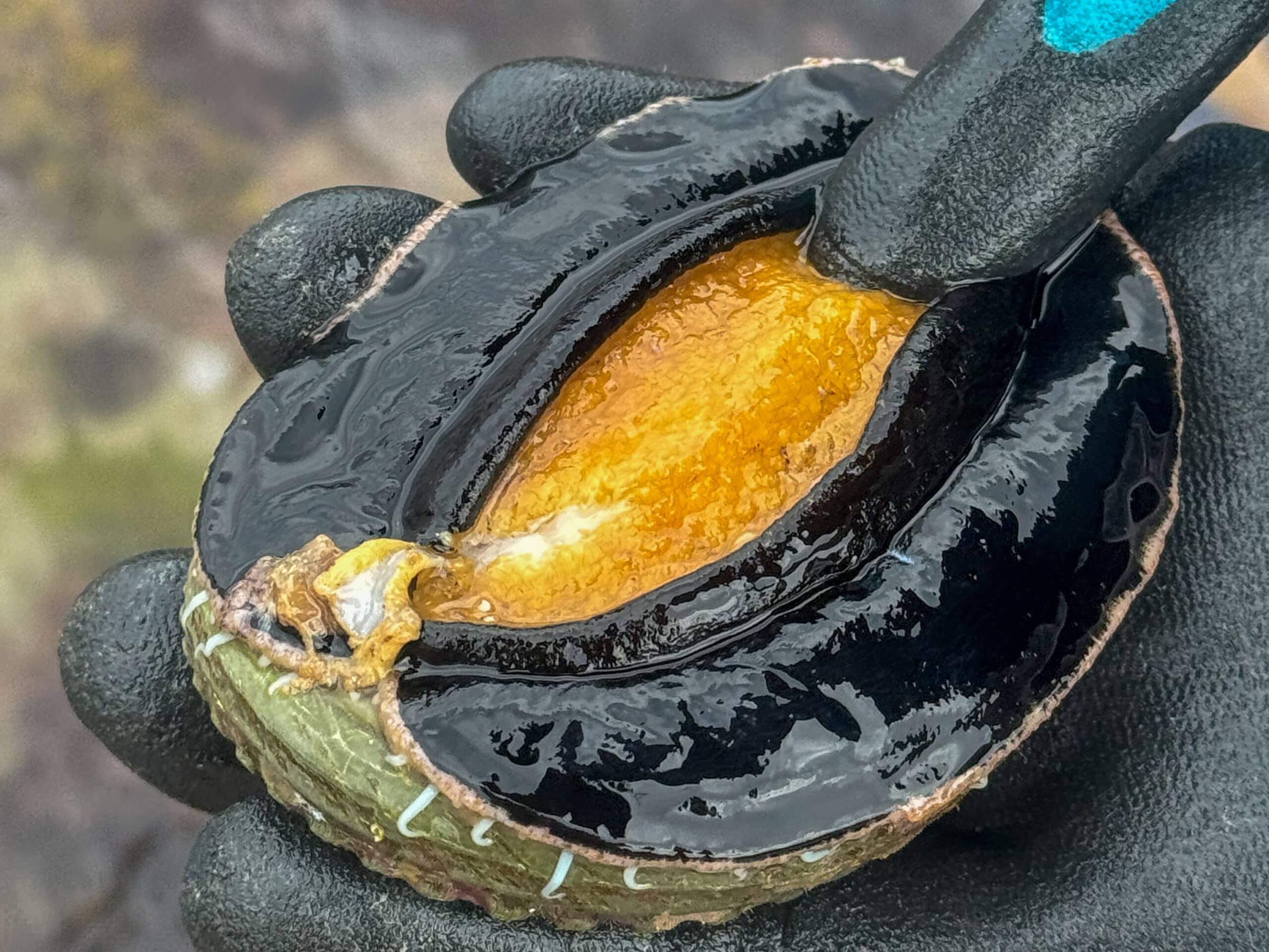 yellow paua picked in New Zealand