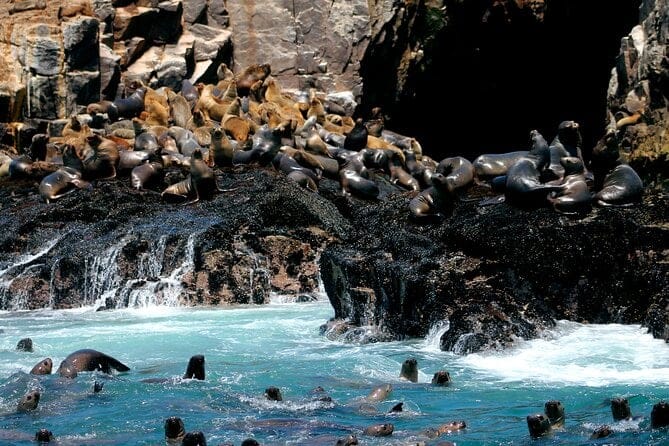 palmino-islands