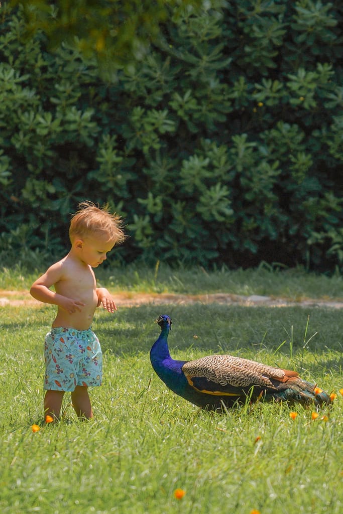 baby and peacock